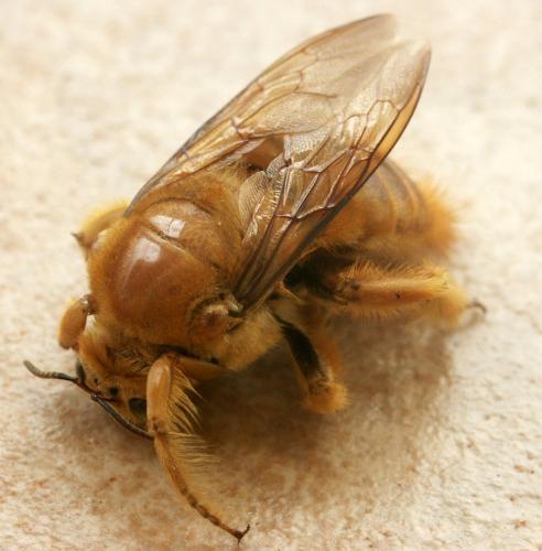 Xylocopa sp.